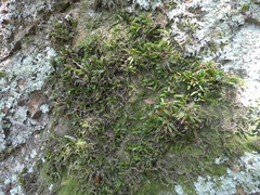 Bulbophyllum shepherdii
