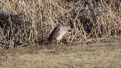 Nycticorax nycticorax