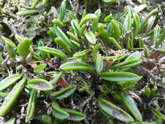 Bulbophyllum shepherdii