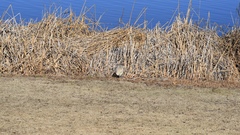 Nycticorax nycticorax