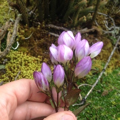 Gentianella foliosa