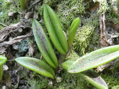 Bulbophyllum shepherdii