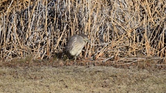 Nycticorax nycticorax