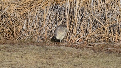Nycticorax nycticorax