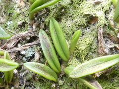 Bulbophyllum shepherdii
