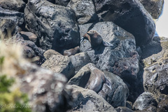 Arctocephalus