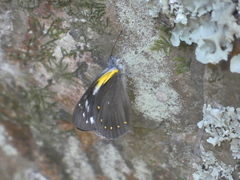 Delias nysa
