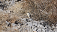 Nycticorax nycticorax