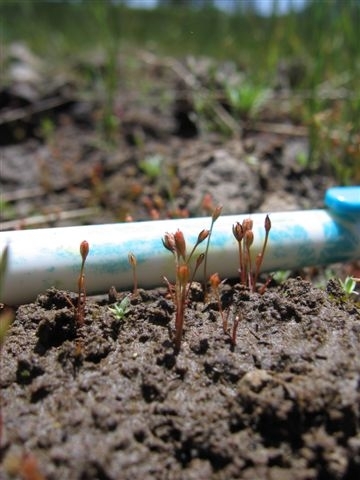 Juncus hemiendytus var. hemiendytus