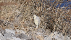 Nycticorax nycticorax