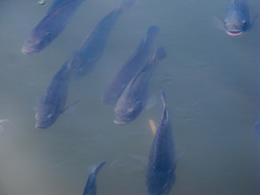 Oreochromis