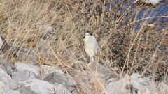 Nycticorax nycticorax