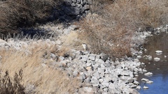 Nycticorax nycticorax