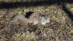 Otospermophilus beecheyi