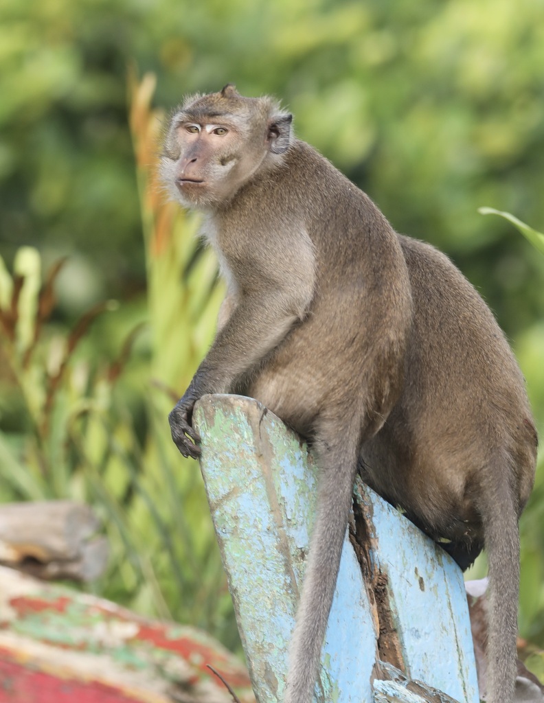 Long-tailed Macaque from Jakarta, Indonesia on July 2, 2023 by ...