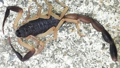 Centruroides fulvipes