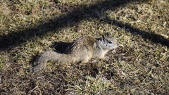 Otospermophilus beecheyi