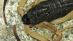 Centruroides fulvipes