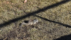 Otospermophilus beecheyi