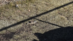 Otospermophilus beecheyi