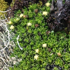 Baccharis caespitosa