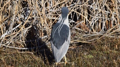 Nycticorax nycticorax
