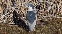 Nycticorax nycticorax
