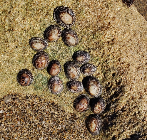 Western Atlantic Striped False Limpet