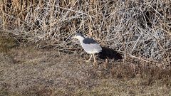 Nycticorax nycticorax