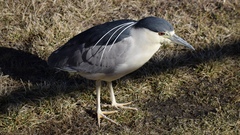 Nycticorax nycticorax