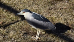 Nycticorax nycticorax