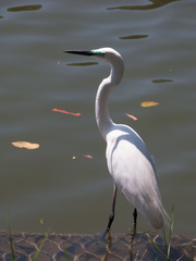 Ardea alba