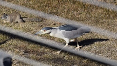 Nycticorax nycticorax