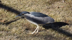 Nycticorax nycticorax