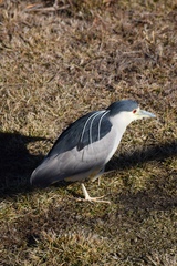 Nycticorax nycticorax