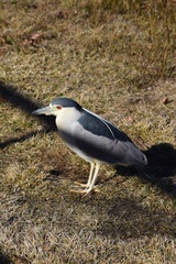 Nycticorax nycticorax