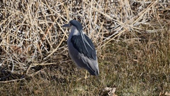 Nycticorax nycticorax