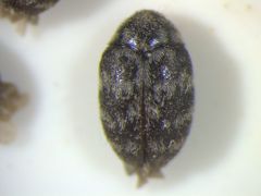 Anthrenocerus australis