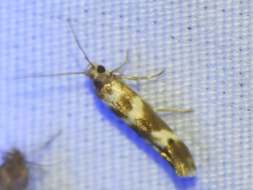Banded Scythris Moth photo 4