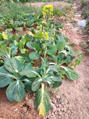 Brassica chinensis