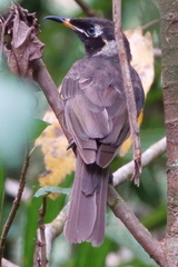 Bolemoreus frenatus