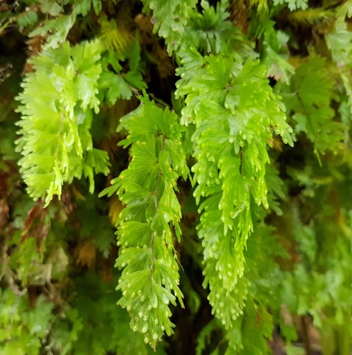 Hymenophyllum flabellatum image