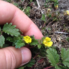 Potentilla dombeyi