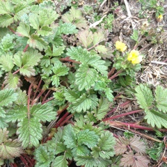 Potentilla dombeyi