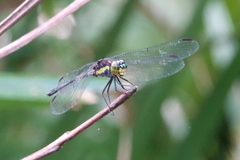 Agrionoptera longitudinalis