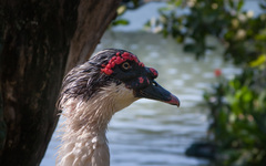 Cairina moschata domestica