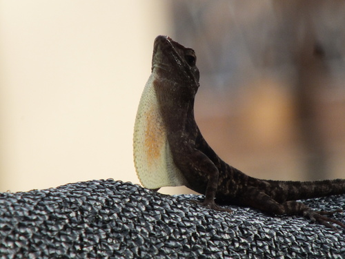 Stripe-footed Anole, Anolis lineatopus