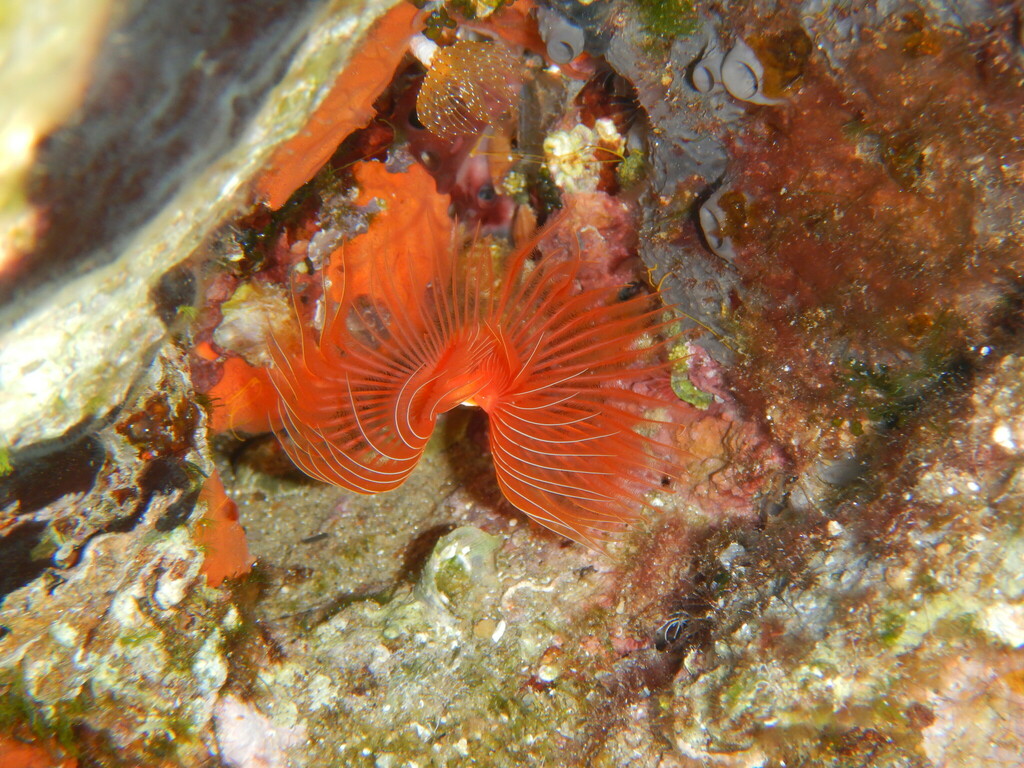 blood-red tubeworm