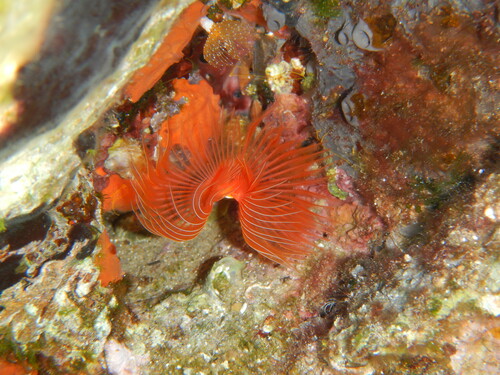 blood-red tubeworm
