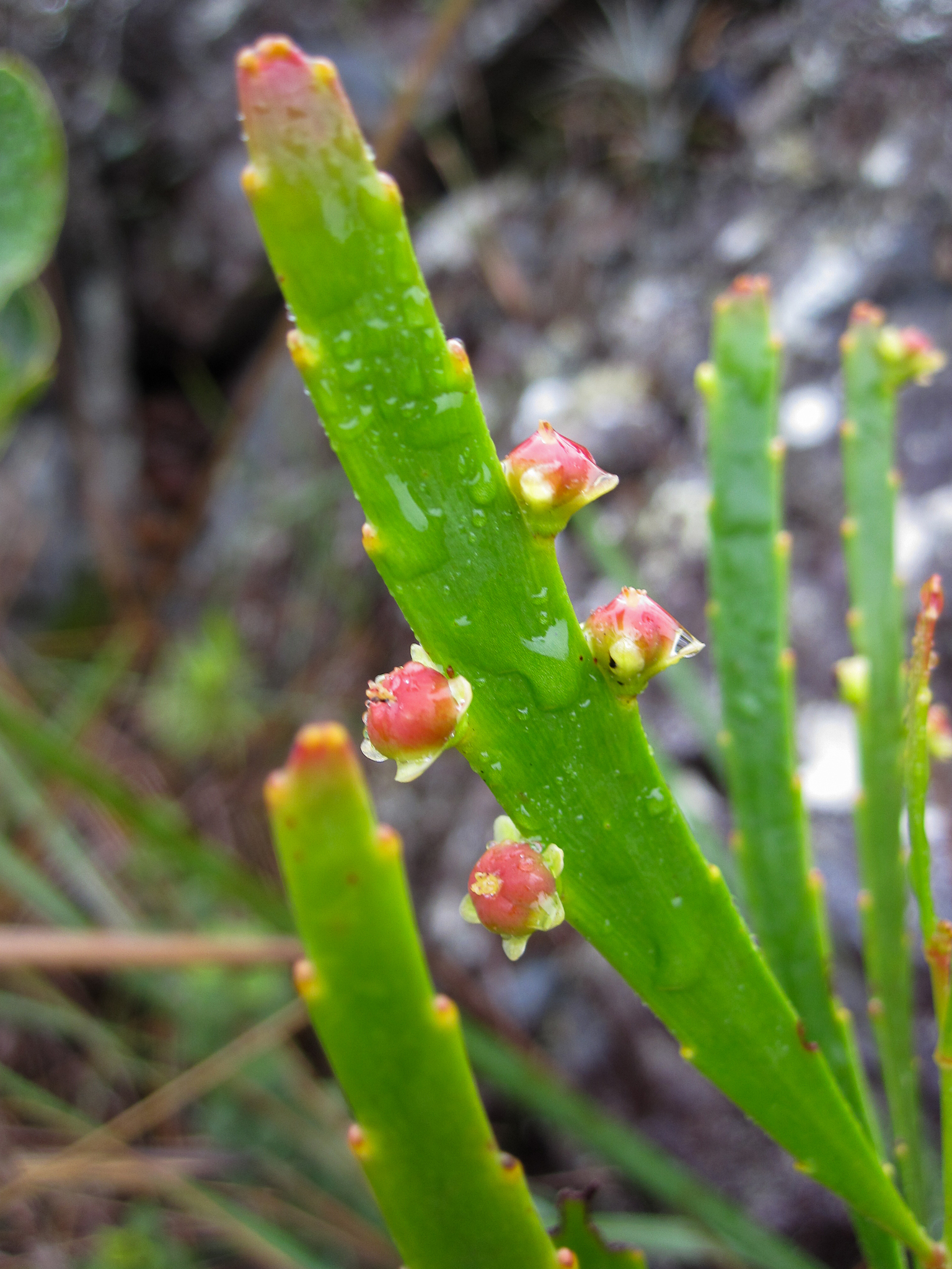Phyllanthus klotzschianus